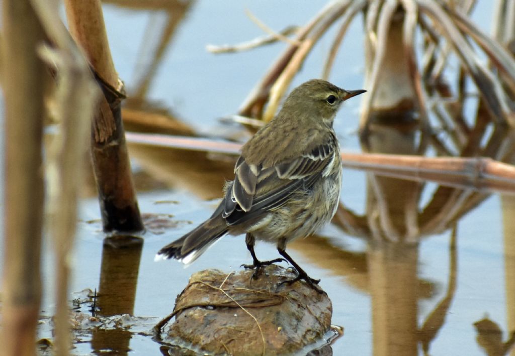 Spioncello (Anthus spinoletta)